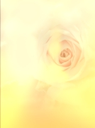 flower001.psd