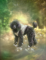 pet01a.jpg
