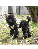 pet01a.jpg