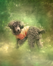 pet_main.psd